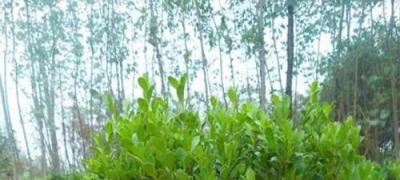 辦公樓前面種什么樹好
